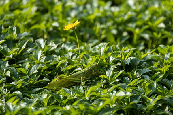 Obraz colorful wings of butterflies