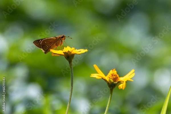 Fototapeta colorful wings of butterflies