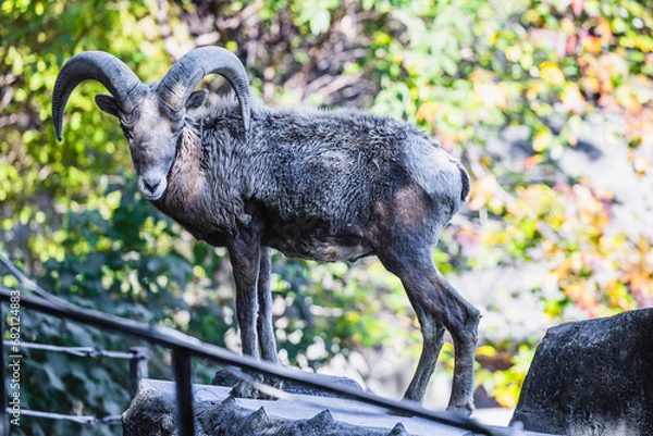 Obraz オオツノヒツジ