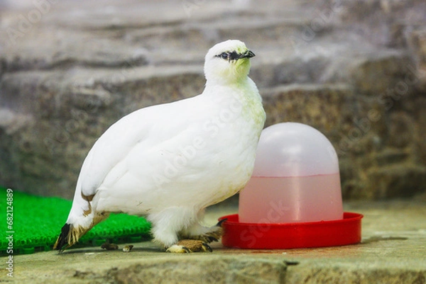 Obraz ライチョウちゃん