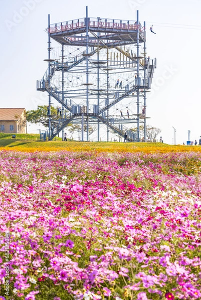 Obraz ソレイユの丘のコスモス畑