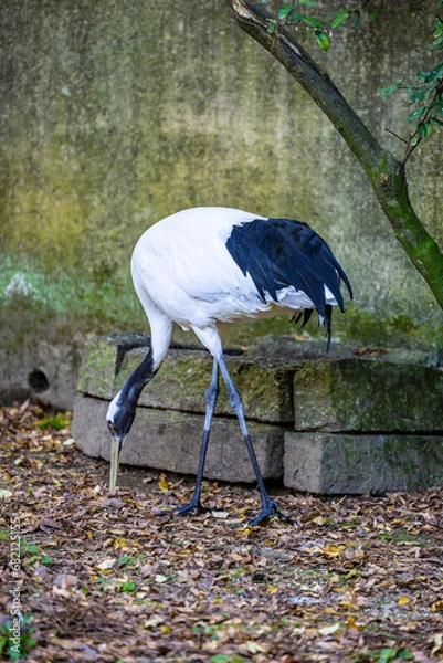 Obraz タンチョウちゃん