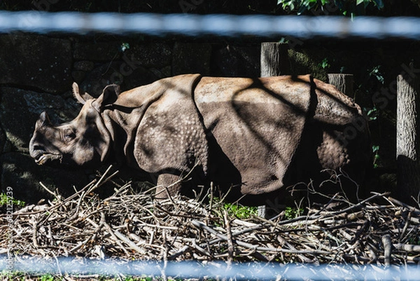 Obraz インドサイ