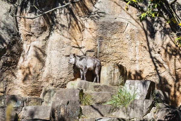 Obraz 二ホンカモシカ