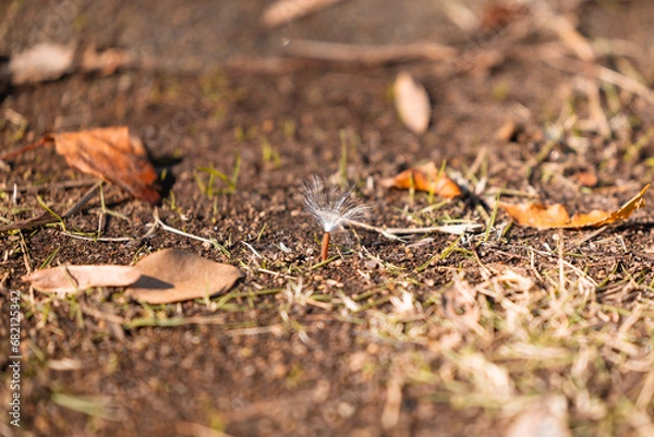 Obraz かわいい綿毛