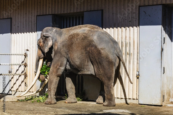 Obraz インドゾウ