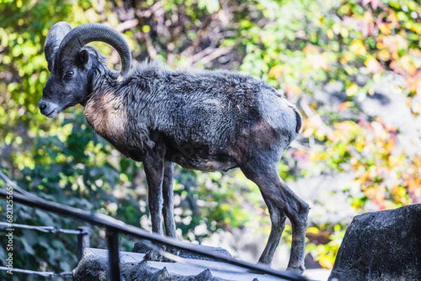 Obraz オオツノヒツジ