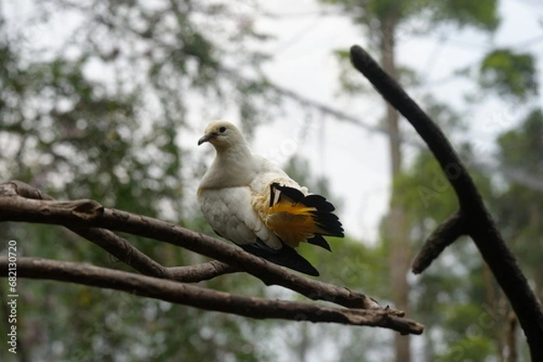 Fototapeta Ducula bicolor, commonly known as the Pied Imperial Pigeon, is a large, elegant fruit dove native to Southeast Asia and northern Australia. 