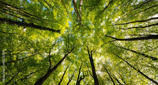 Fototapeta Panorama koron drzew buków (fagus) i dębów (quercus) w niemieckim lesie w Hemer Sauerland w jasny wiosenny dzień ze świeżymi zielonymi liśćmi, widziana z dołu z perspektywy żaby pod szerokim kątem.
