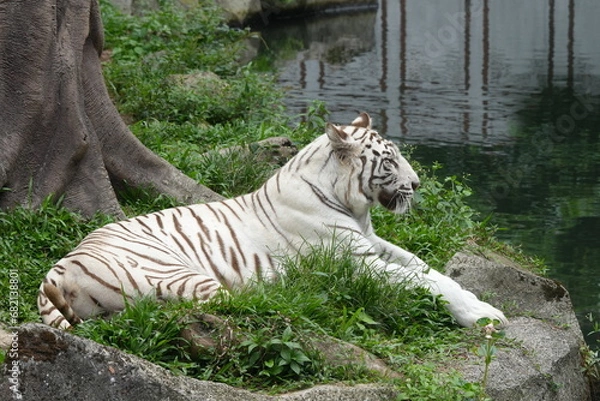 Obraz White tigers are a rare variant of Bengal tigers (Panthera tigris tigris) characterized by their striking white fur with black or dark brown stripes. |白老虎