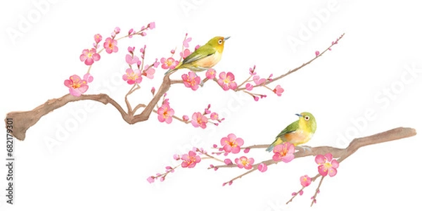 Fototapeta 早春の花：梅の花とメジロの水彩イラスト。紅梅と小鳥。日本文化。