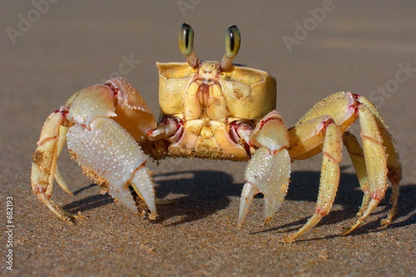 Obraz Krab Sand