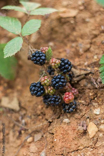 Fototapeta Blackberries