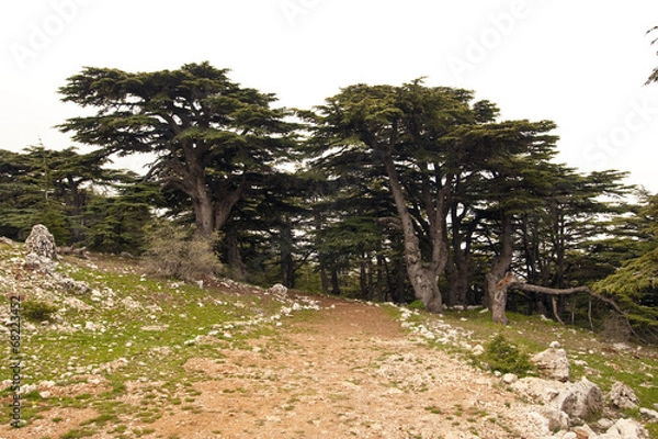 Obraz Libanesische Zedern