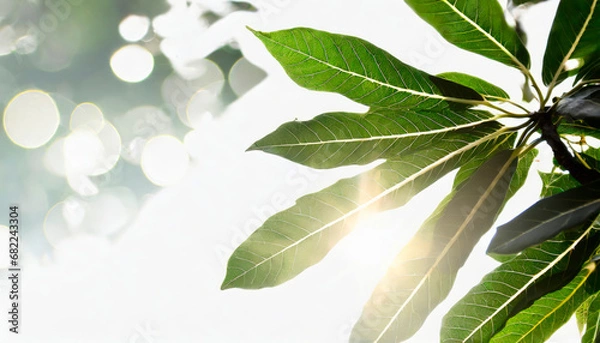 Fototapeta 新緑の葉