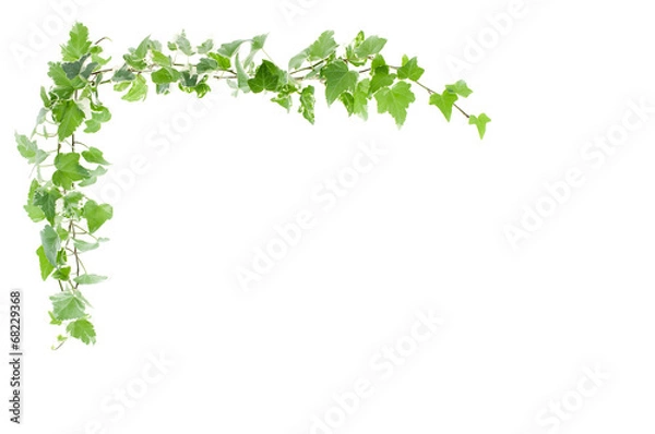 Obraz アイビー　フレーム　背景素材