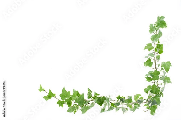 Fototapeta アイビー　フレーム　背景素材