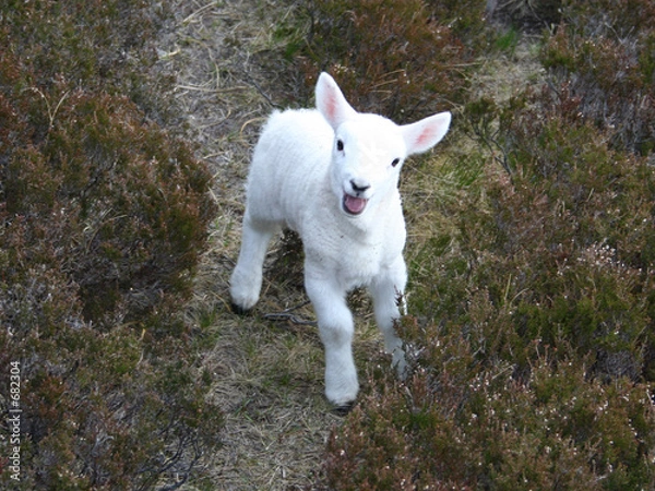 Fototapeta bleating lamb close up
