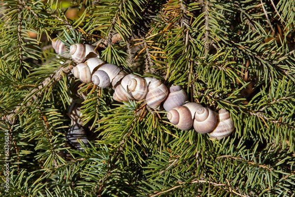 Fototapeta snail shells in spruce branches