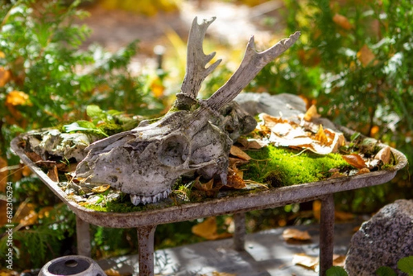 Fototapeta Deer skull surrounded by greenery