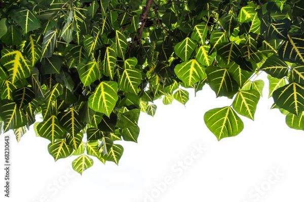 Obraz Erythrina variegata leave