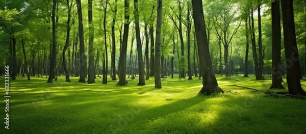 Fototapeta serene forest, an abstract pattern of light and shadow danced on the lush green grass, creating a mesmerizing texture that showcased the beauty of natures design background of the summer landscape