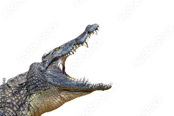 Obraz krokodyl