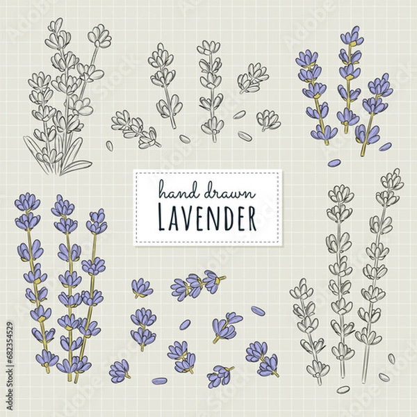 Fototapeta Lavender collection in sketch style. Lavender flowers set. Vintage botanical drawing. Hand-drawn lavender vector illustrations.