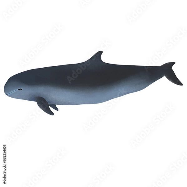 Fototapeta 
Irrawaddy Dolphin, Orcaella brevirostris On White Background.