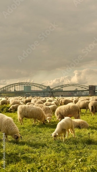 Fototapeta Sheep graze in a clearing with a background of the Cologne bridge. High quality photo