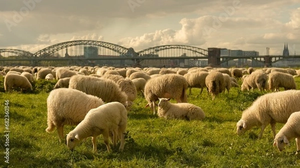 Fototapeta Sheep graze in a clearing with a background of the Cologne bridge. High quality photo
