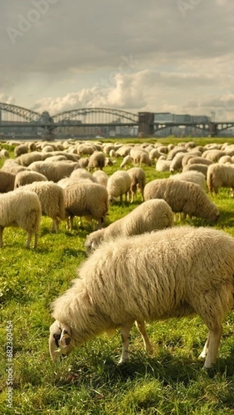 Fototapeta Sheep graze in a clearing with a background of the Cologne bridge. High quality photo