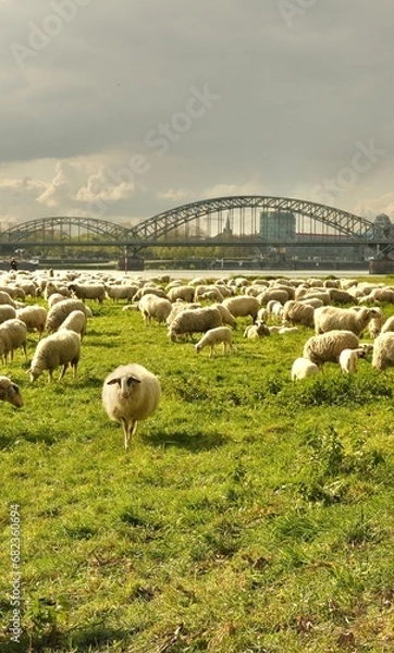 Fototapeta Sheep graze in a clearing with a background of the Cologne bridge. High quality photo
