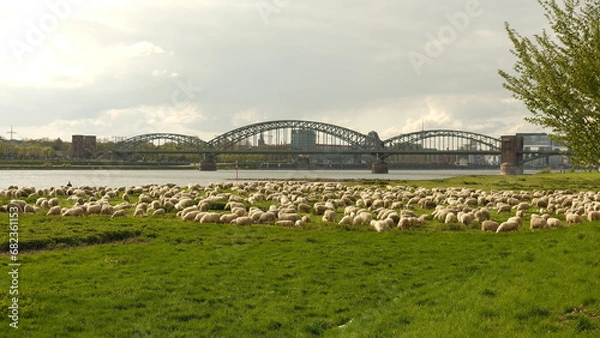 Fototapeta Sheep graze in a clearing with a background of the Cologne bridge. High quality photo