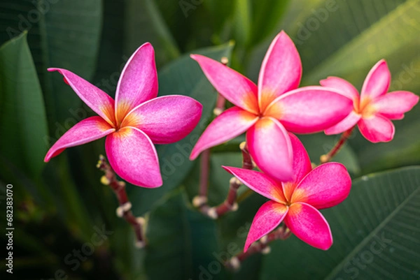Obraz pink frangipani flower