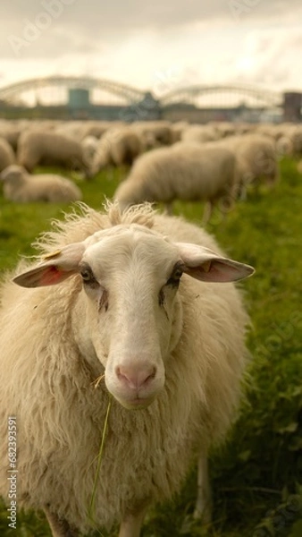 Fototapeta Close up portrait of a sheep.Sheep graze in a clearing with a background of the Cologne bridge. High quality photo