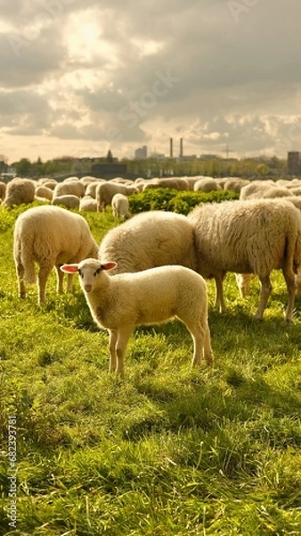 Fototapeta Close up portrait of a baby sheep.Sheep graze in a clearing with a background of the Cologne bridge. High quality photo