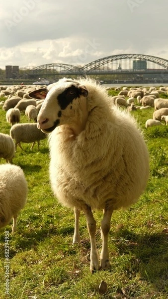 Fototapeta Close up portrait of a sheep.Sheep graze in a clearing with a background of the Cologne bridge. High quality photo