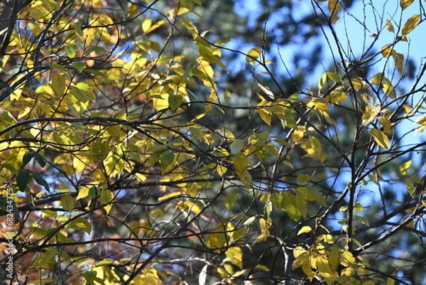 Fototapeta Autunno nell'Oltrepo' Pavese. Autumn.