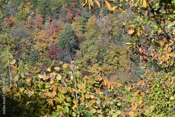 Fototapeta Autunno nell'Oltrepo' Pavese. Autumn.