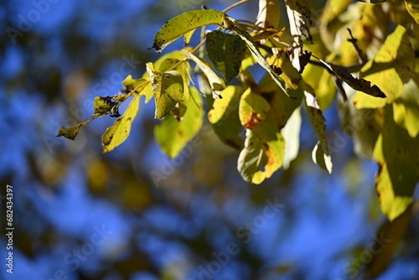 Fototapeta Autunno nell'Oltrepo' Pavese. Autumn.