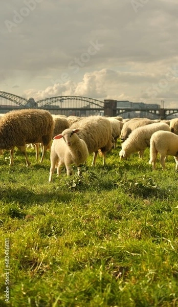 Fototapeta Portrait of lamb a baby sheep.Sheep graze in a clearing with a background of the Cologne bridge. High quality photo