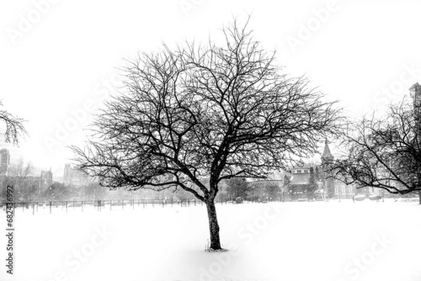 Obraz tree in snow