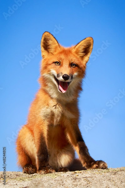 Obraz red fox pup