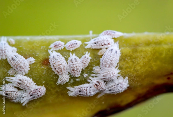 Obraz Schädling Wolllaus, Macro - Nahaufnahme
