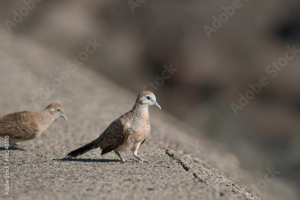 Obraz Tourterelle - 9329