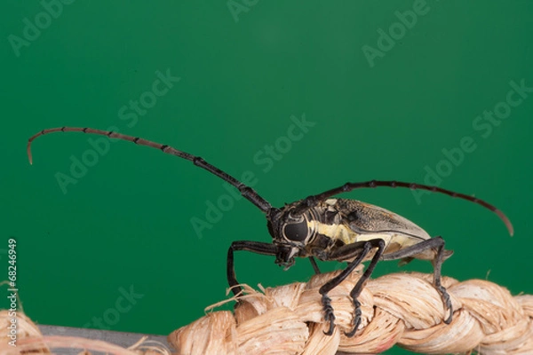 Obraz Longicorne - Taon Jacque - 2877