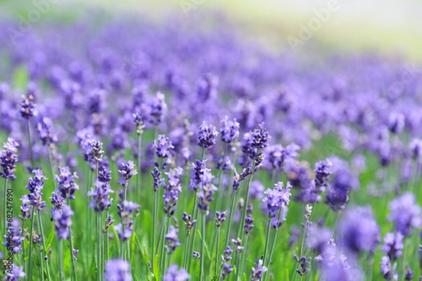 Fototapeta ラベンダー