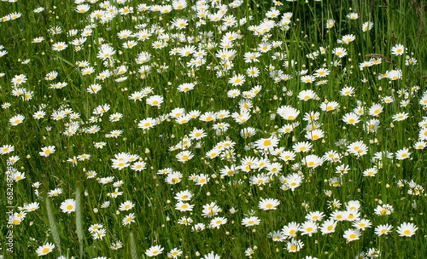 Fototapeta Rumiankowe pole