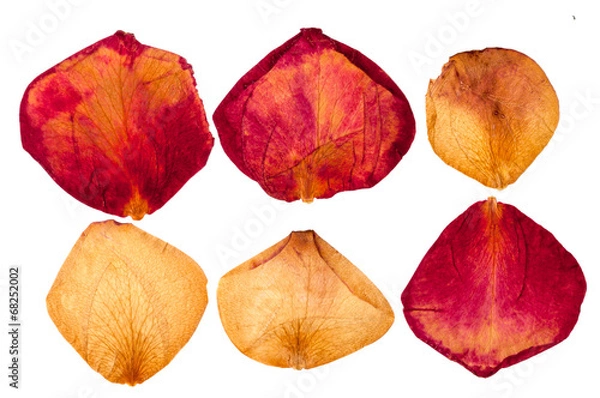 Obraz Dried red and white roses petals